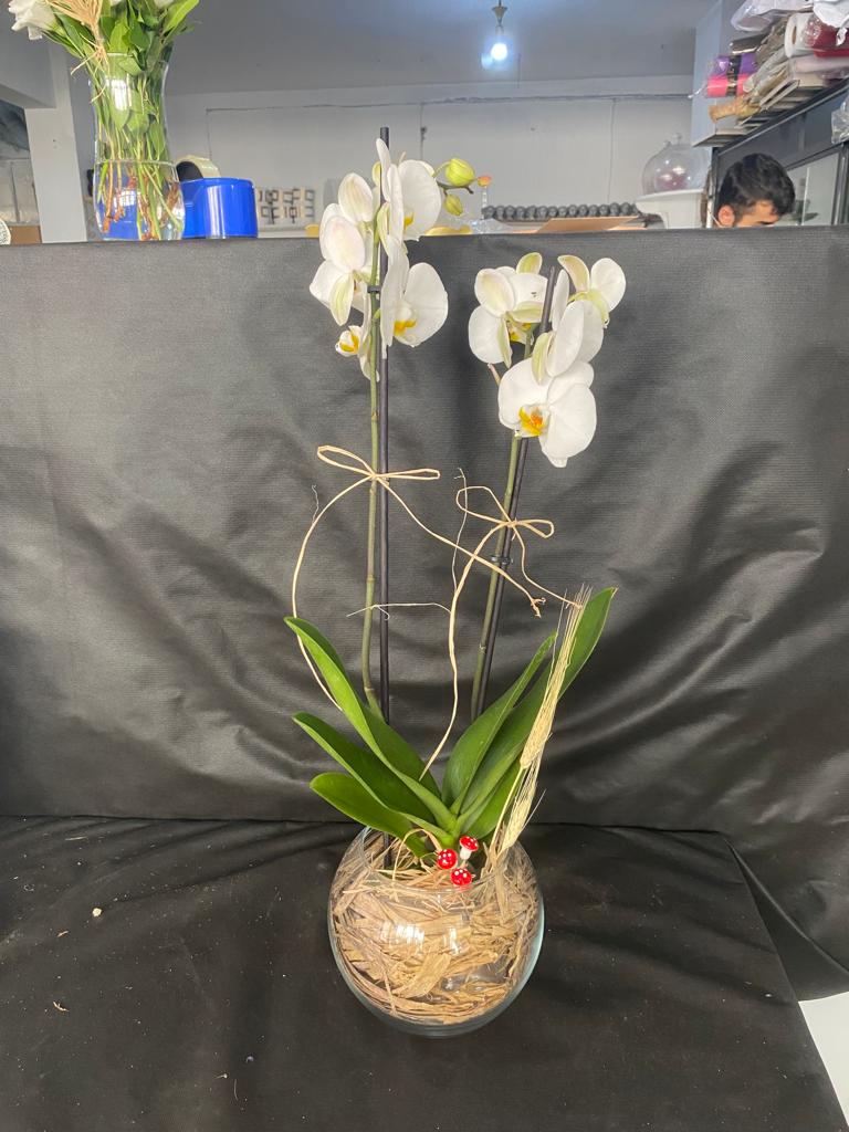 Fanusta ift Dall Beyaz Orkide