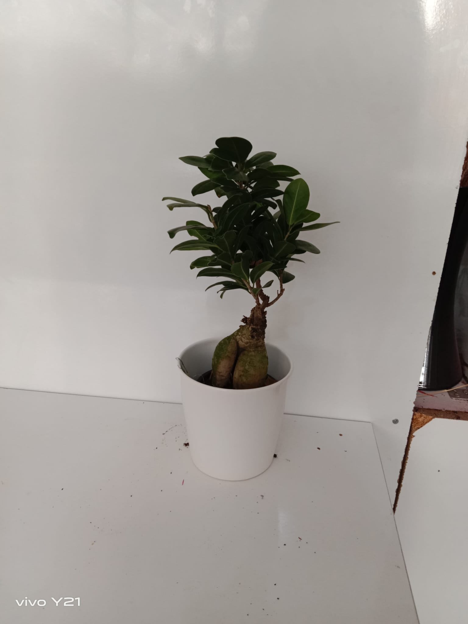 Ficus Bonzai iei