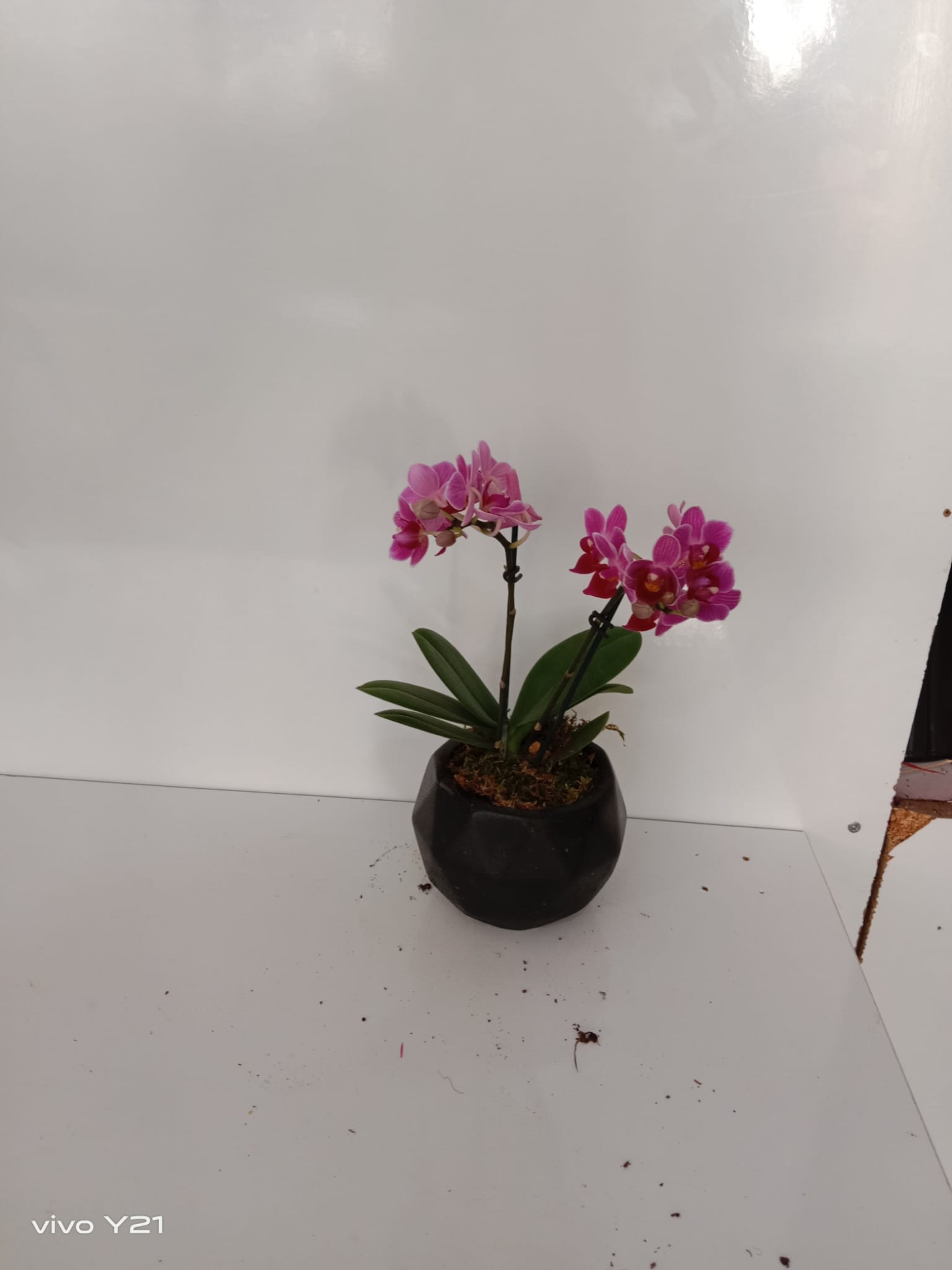 Kabak Saksda Mini Orkide