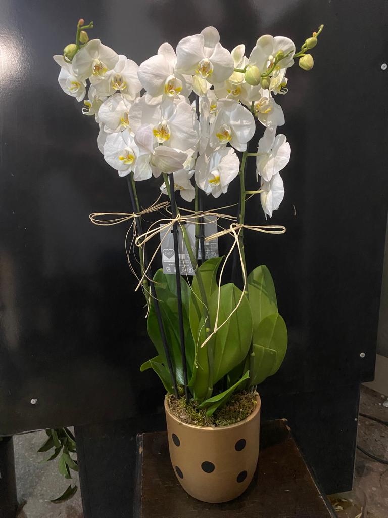 Puantiyeli Vazoda Beyaz Orkide